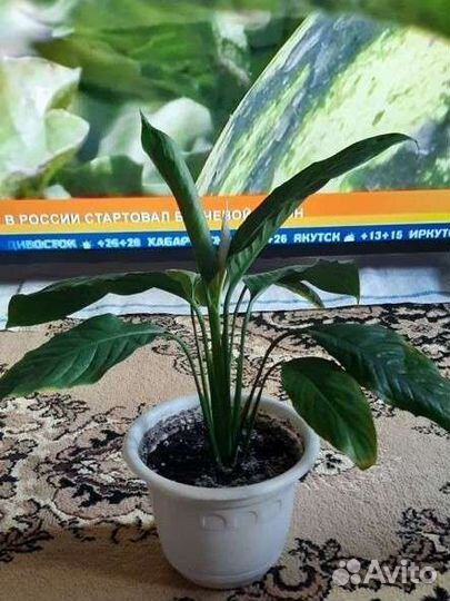 Спатифиллум