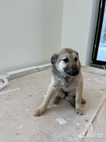 Девочка в добрые руки