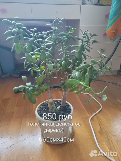 Комнатные цветы