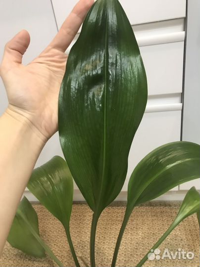 Эухарис амазонская лилия