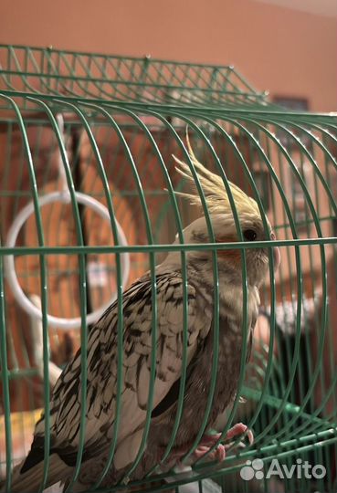 Попугай корелла с клеткой