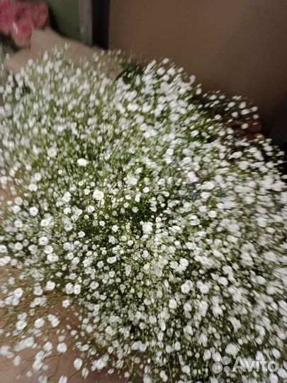 Цветы гипсофила