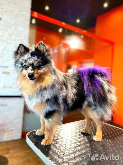 Грумин с выездом на дом