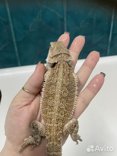 Бородатая агама лезербек гет зеро малыши