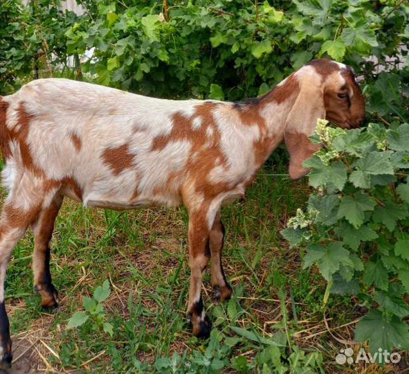 Англо нубийские козочки