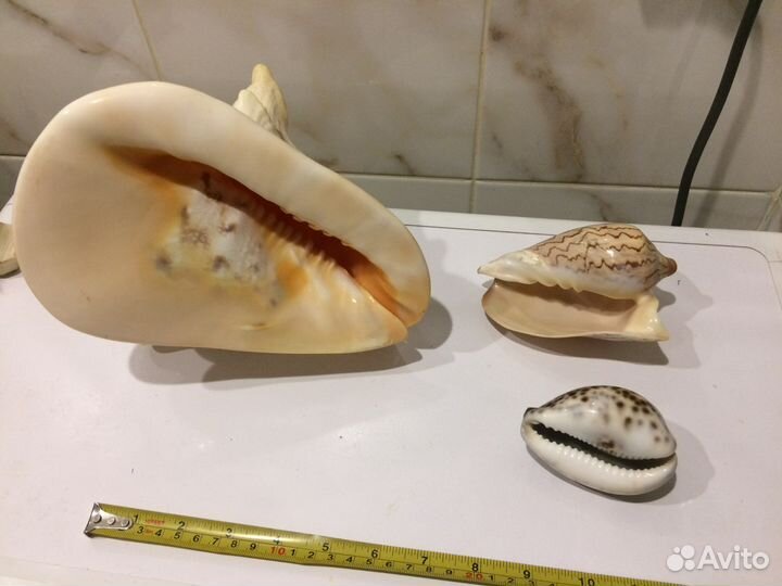 Морские ракушки