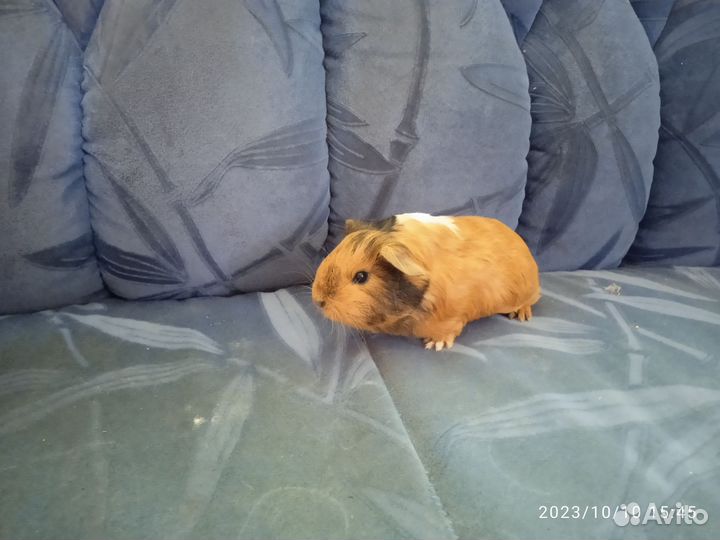 Морские свинки