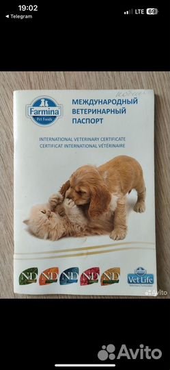 Цвергпинчер вязка