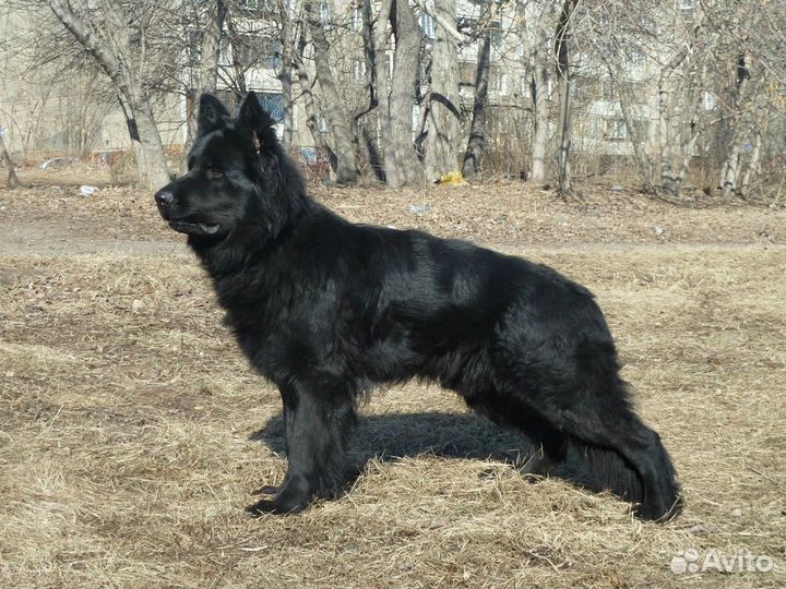 Черные немцы