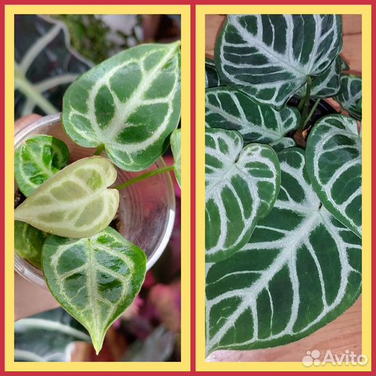 Комнатные растения