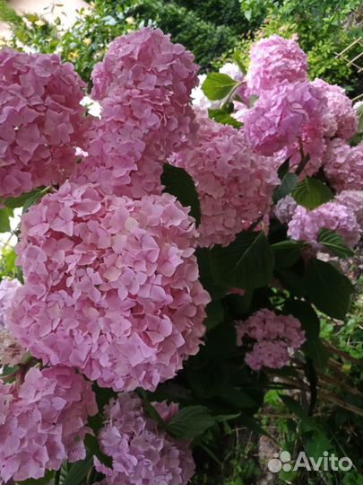 Гортензия Бесконечное лето