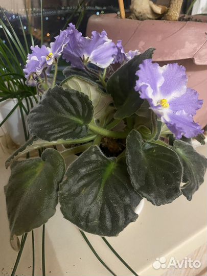 Домашние цветы цветущие