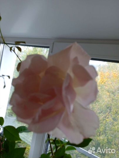 Рассада цветов