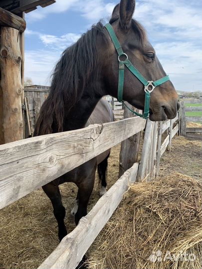 Кобыла с жеребенком