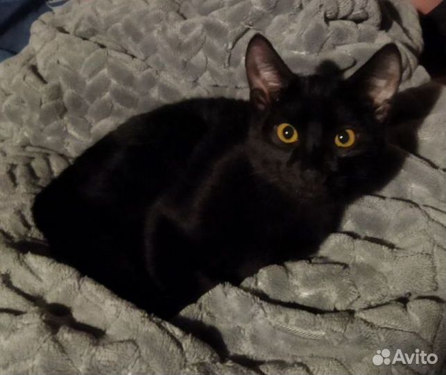 Найден котенок