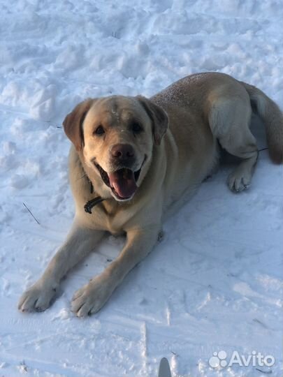 Красивый и милый мальчик ищет подружку для вязки