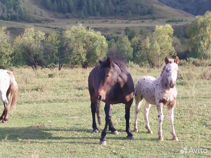 Продам жеребят