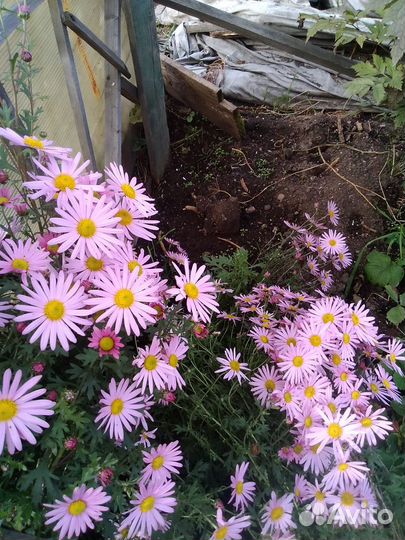 Хризантема зимующая