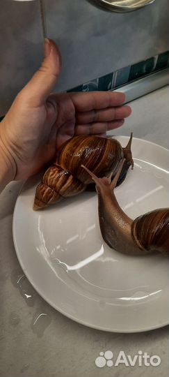 Улитки Ахатины большие