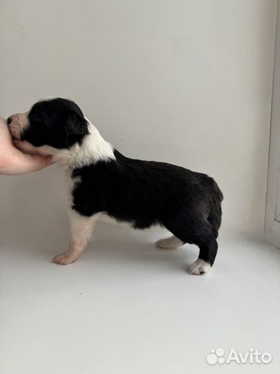 Бордер колли щенки