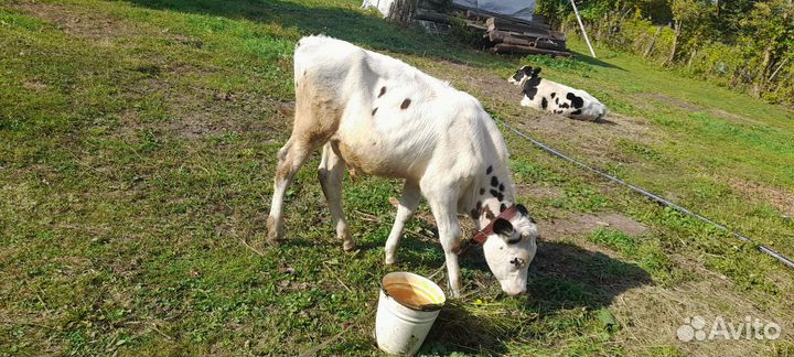 Домашние животные