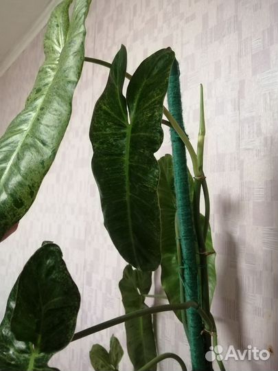 Филодендрон Paradiso Verde