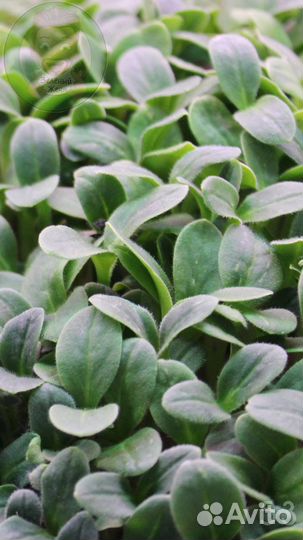 Семена микрозелени + обучение для дома