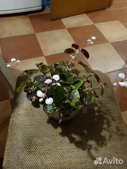 Бегония красная простая и белая махров.вечноцвет