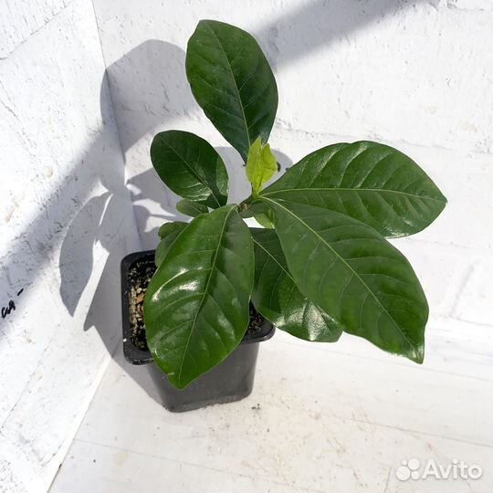 Гардения жасминовидная