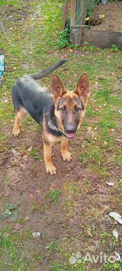 Немецкая овчарка в добрые руки