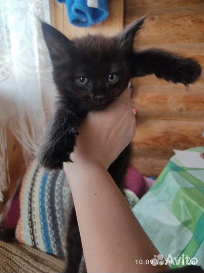 Черные котята