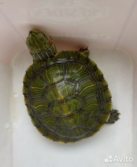 Красноухая черепаха маленькая бесплатно