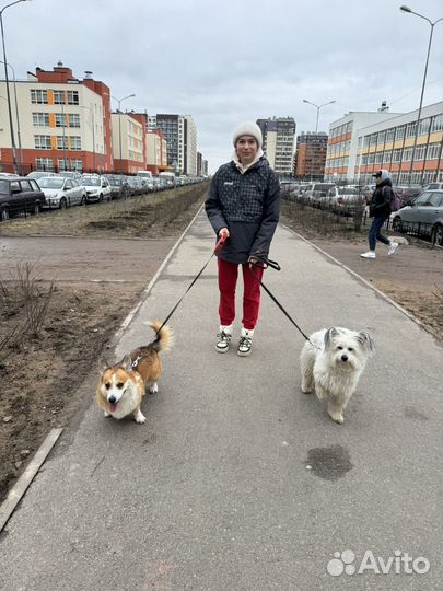 Выгул собак в утреннее и вечернее время