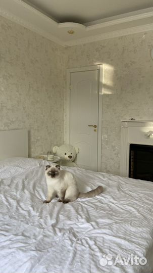 Кот в добрые руки