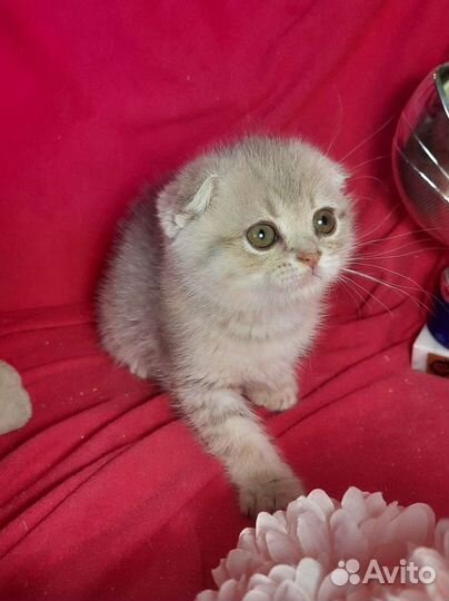 Котенок шиншилла голубой на золоте