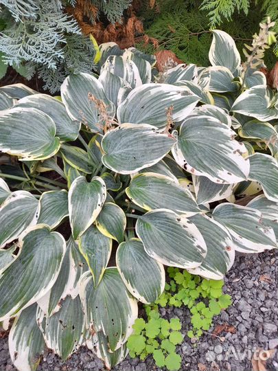 Хоста растение