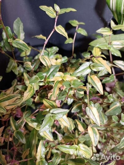 Традесканции, гибазис, рэо