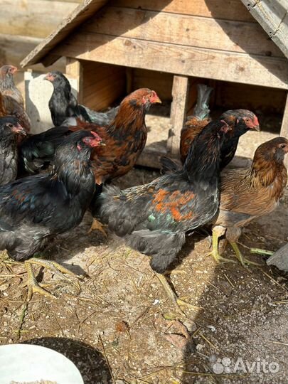 Петух Маран