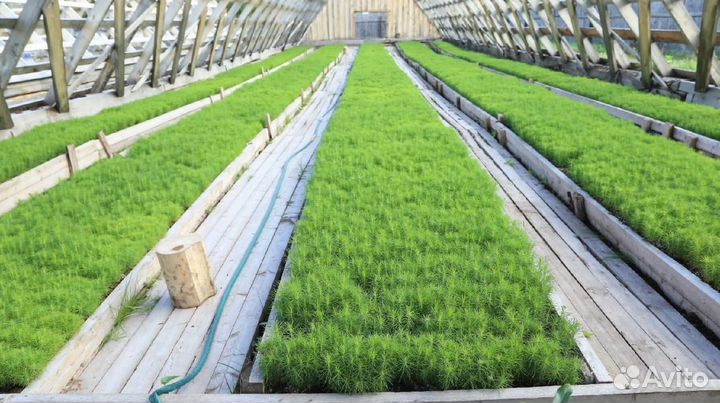 Сеянцы сосны обыкновенной окс