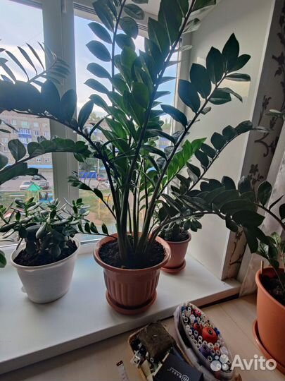 Замиокулькас