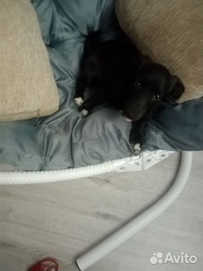 Щенок от маленькой собаки