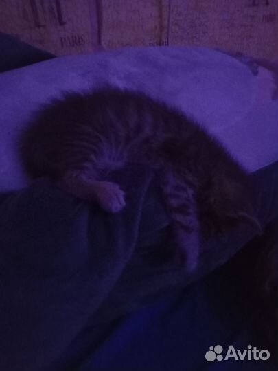 Котенок в добрые ручки