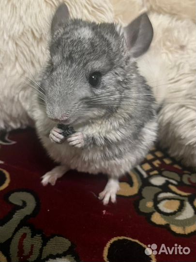 Шиншилла с витриной