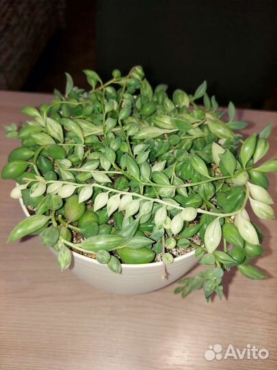 Крестовник (Сенецио) Геррейна вар. комнатные раст