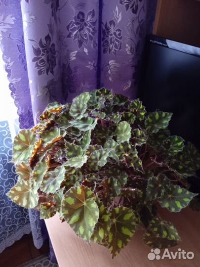 Бегония декоративно лиственная