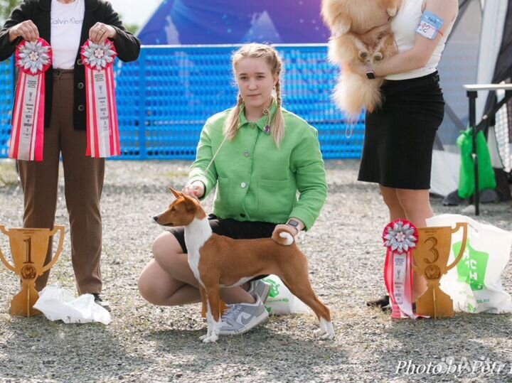 Услуги хендлера