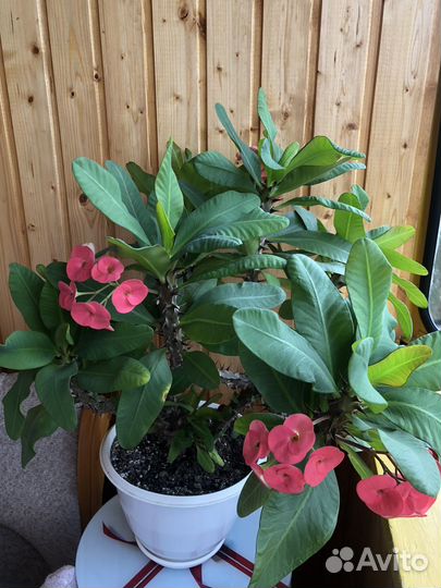 Молочай Миля крупноцветковый