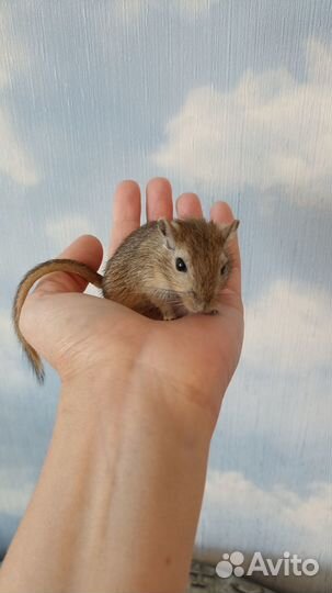 Песчанка малыши мальчики и девочки