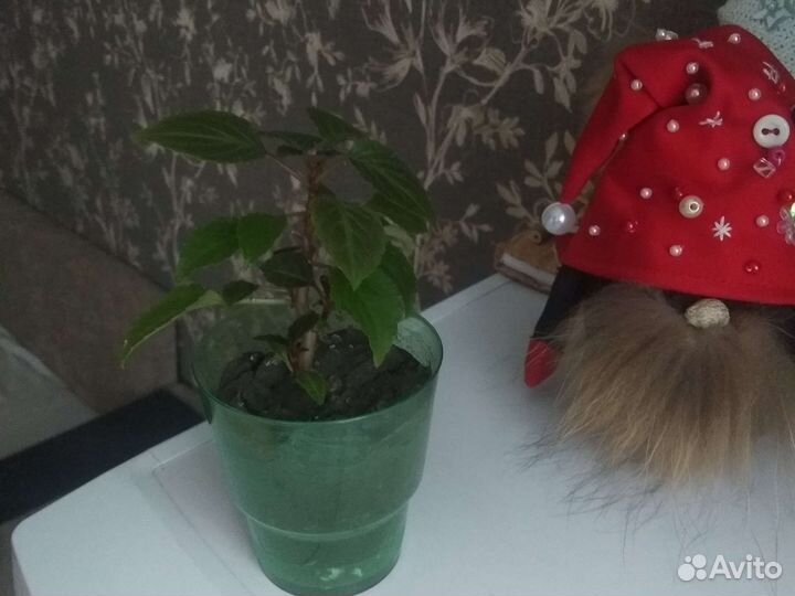 Ванька мокрый