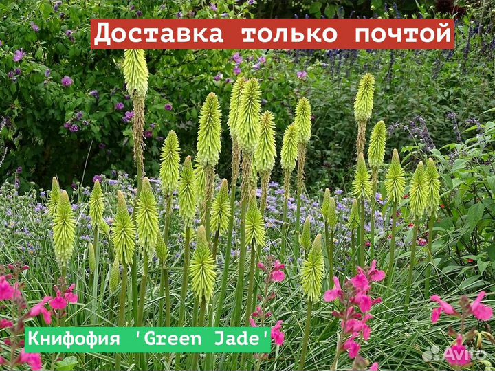 Книфофия Green Jade